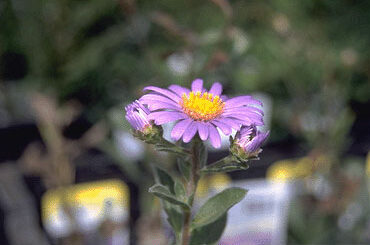 Aster amellus 'Rudolf Goethe'-0