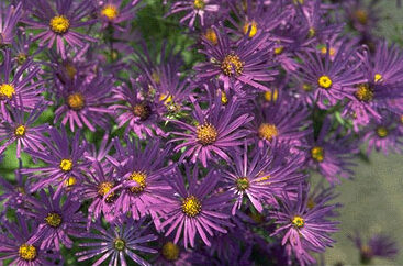 Aster amellus 'Veilchenkoenigin'-0