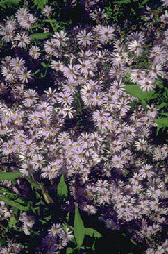 Aster cordifolius 'Little Carlow'-0