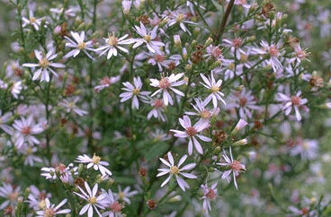 Aster cordifolius 'Silver Spra-0