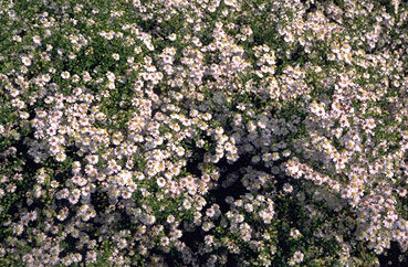 Aster ericoides 'Erlkoenig'-0