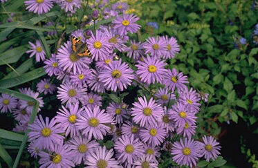 Aster frikartii 'Monch'-0