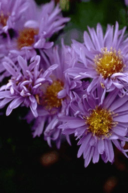 Aster n.b. 'Mary Ballard'-0