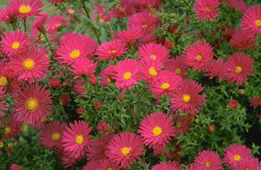 Aster n.b. 'Royal Ruby'-0