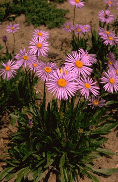 Aster tongolensis 'Napsbury'-0