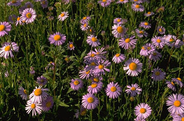 Aster tongolensis 'Wartburgstern'-0