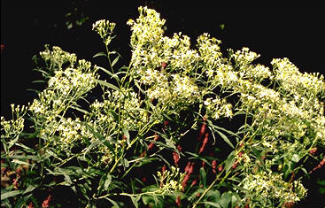 Aster umbellatus-0