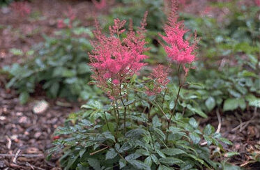 Astilbe 'Federsee'-0