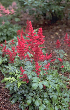 Astilbe 'Gertrud Brix'-0