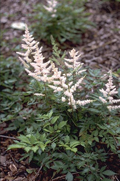 Astilbe 'Irrlicht'-0