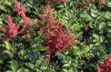 Astilbe 'Koblenz'-0