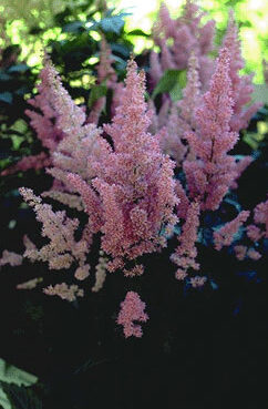 Astilbe 'Mainz'-0