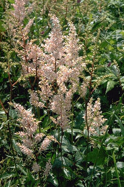 Astilbe 'Peach Blossom'-0