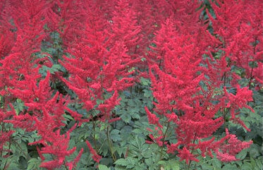 Astilbe 'Spinell'-0