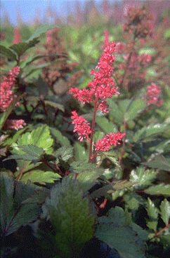 Astilbe 'Vesuvius'-0