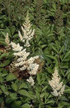 Astilbe 'Weisse Gloria'-0