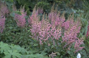 Astilbe chinensis 'Intermezzo'-0