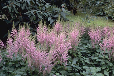 Astilbe chinensis 'Finale'-0