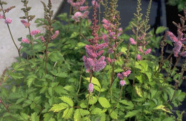 Astilbe chinensis 'Pumila'-0