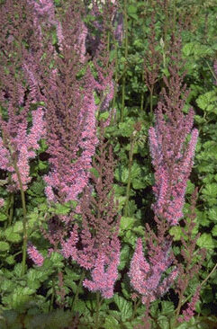 Astilbe chinensis 'Purpurkerze'-0