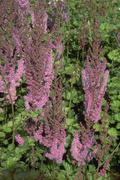 Astilbe chinensis 'Superba'-0