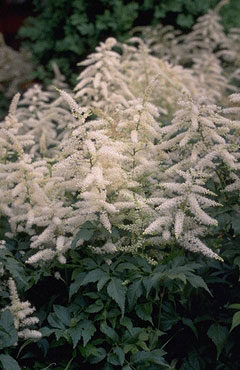 Astilbe hybride 'Deutschland'-0