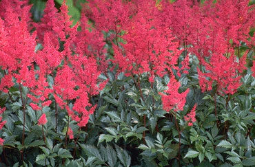 Astilbe hybride 'Red Sentinel'-0