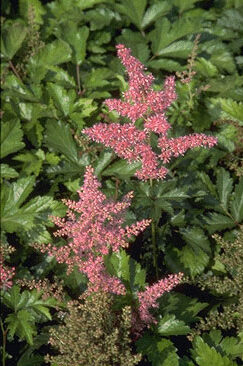 Astilbe hybride 'Rheinland'-0