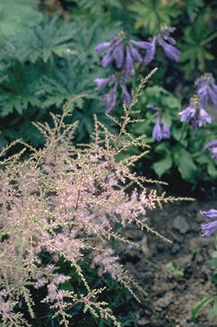 Astilbe simplicifolia 'Sprite'-0