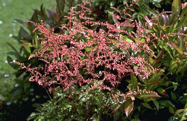 Astilbe simplicifolia-0