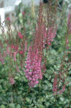 Astilbe tacquetii 'Purpurlanze-0