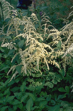 Astilbe thunb. 'Prof V.D. Wiel-0