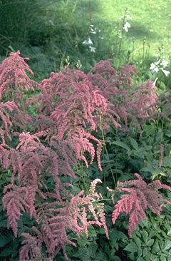 Astilbe thunb. 'Straussenfeder'-0