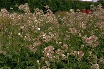 Astrantia major-0