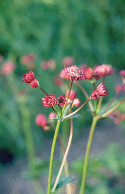 Astrantia major 'Hadspen Blood'-0