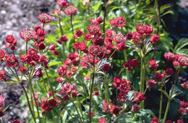 Astrantia major 'Rubra'-0