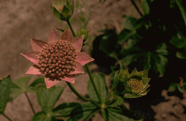 Astrantia maxima-0