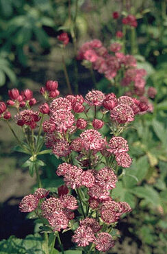 Astrantia major 'Primadonna'-0