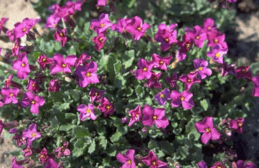 Aubrieta 'Blue Emperor'-0