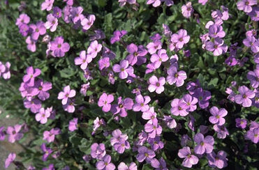 Aubrieta 'Cascade Blue'-0