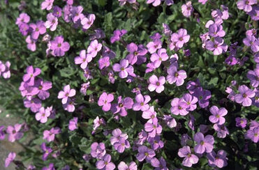 Aubrieta gracilis 'Kitte'-0