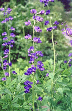 Baptisia australis-0