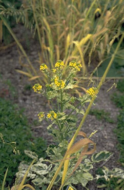 Barbarea vulgaris 'Variegata'-0