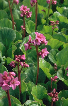 Bergenia 'Morgenrote'-0