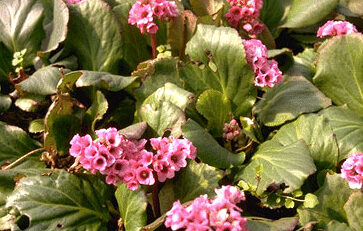 Bergenia cordifolia-0