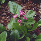 Bergenia 'Wintermärchen'-1