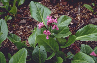 Bergenia 'Wintermärchen'-0