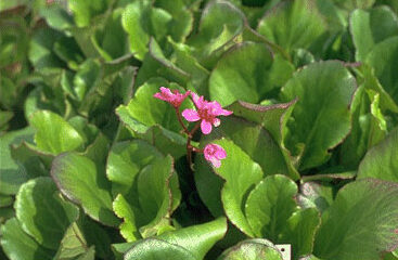 Bergenia 'Abendglut'-0