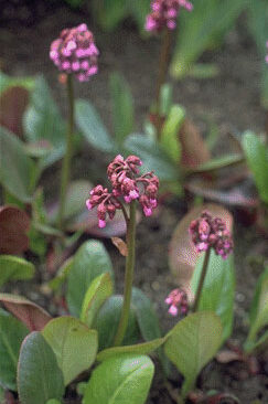 Bergenia purpurascens-0