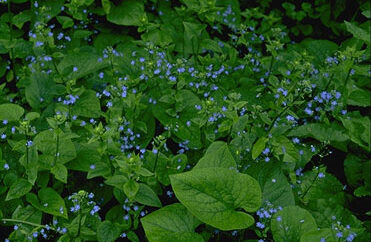 Brunnera macrophylla-0